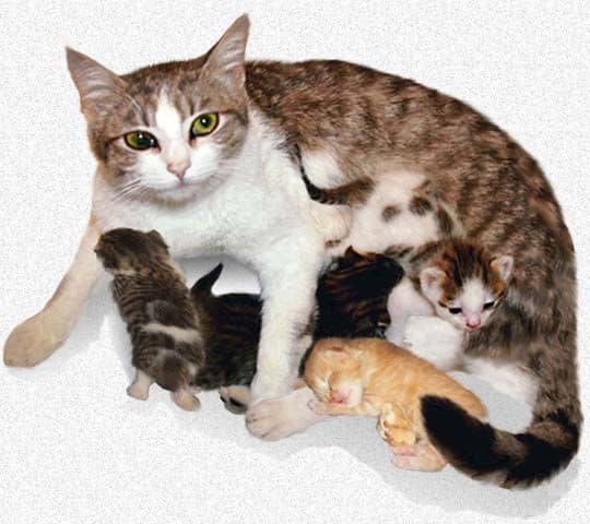 how-long-are-cats-pregnant-cat-gestation-period-3