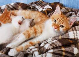 how-long-are-cats-pregnant-cat-gestation-period-5
