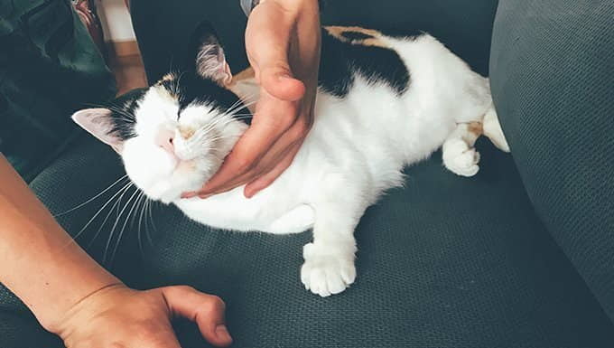 how-to-give-your-cat-a-massage-2