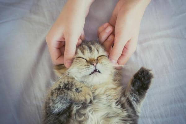how-to-give-your-cat-a-massage