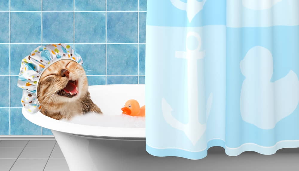 how-to-survive-giving-your-cat-a-bath-1