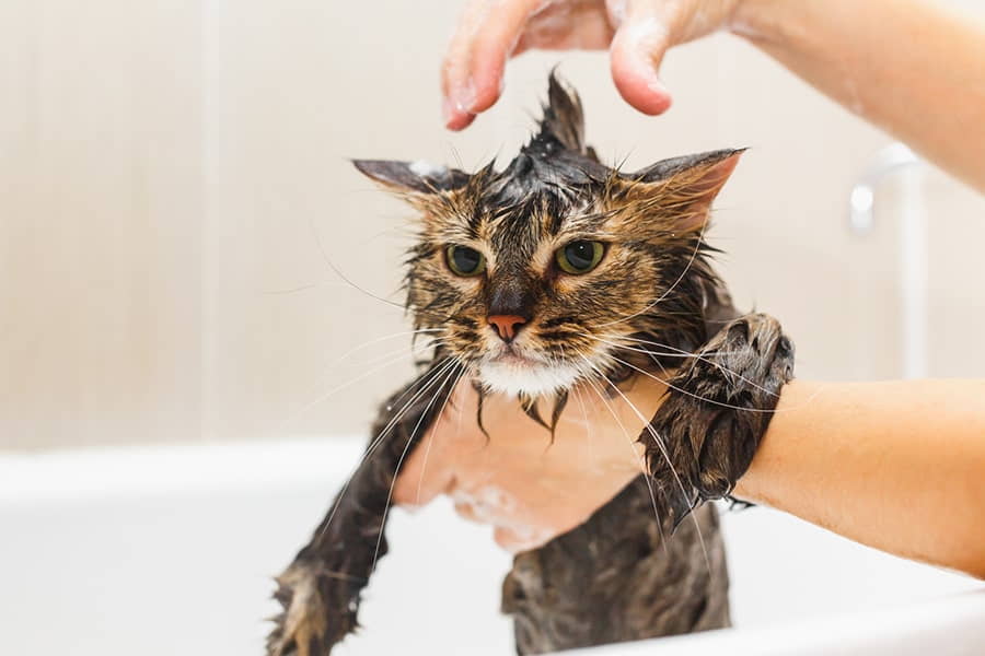 how-to-survive-giving-your-cat-a-bath-2