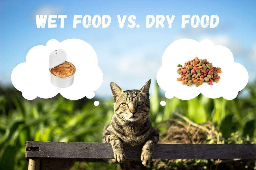 is-wet-cat-food-better-than-dry-2