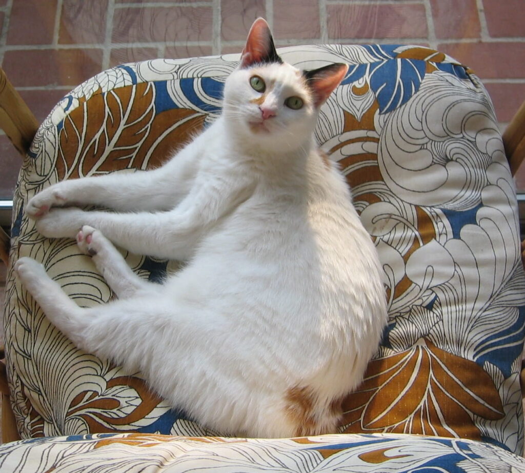 japanese-bobtail-1