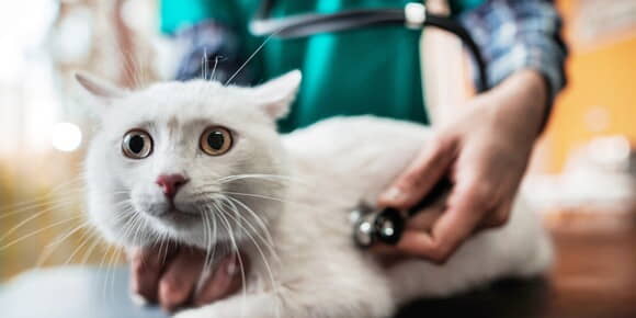 keep-your-cat-calm-during-a-vet-exam-1