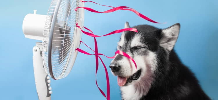 keep-your-pet-safe-in-a-heatstroke