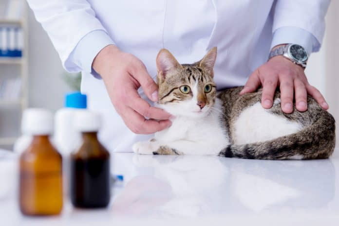 kidney-failure-in-cats-introduction