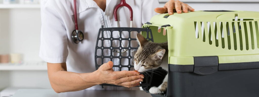 kidney-failure-in-cats-symptoms-treatment-3