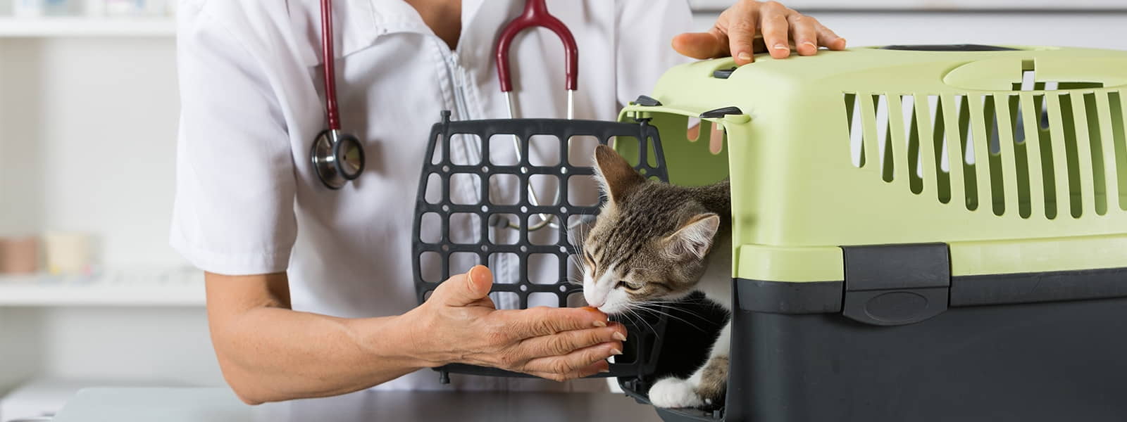 Kidney Failure In Cats Symptoms Treatment