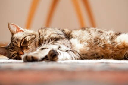 kidney-failure-in-cats-symptoms-treatment