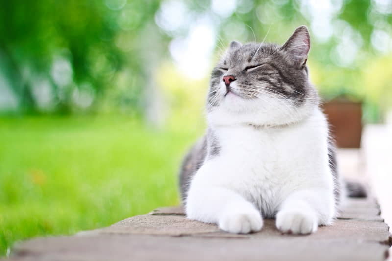 lose-weight-benefits-your-cats-health