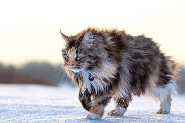 maine-coon-3