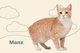 manx-3