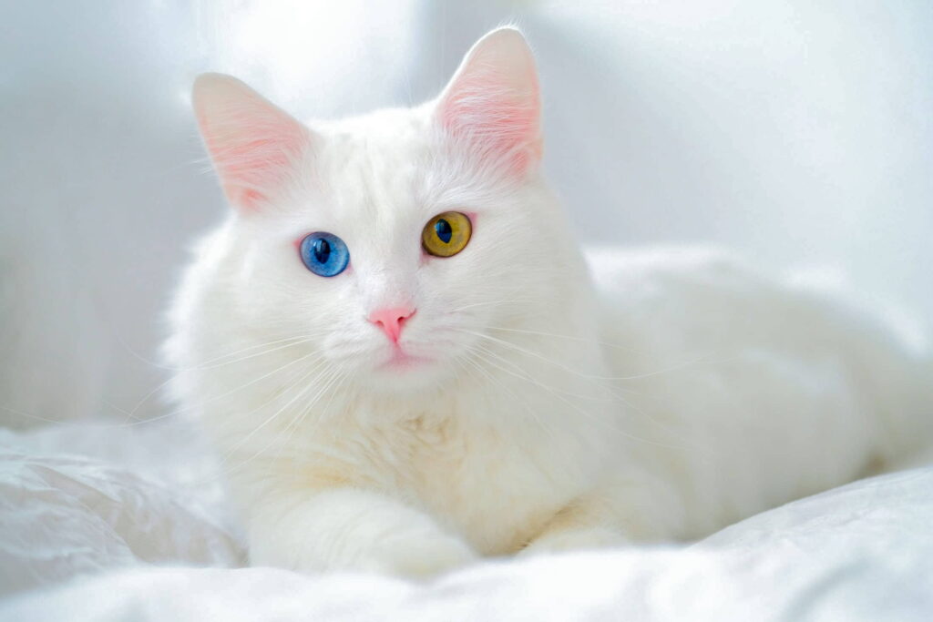 meet-the-white-cat-breeds