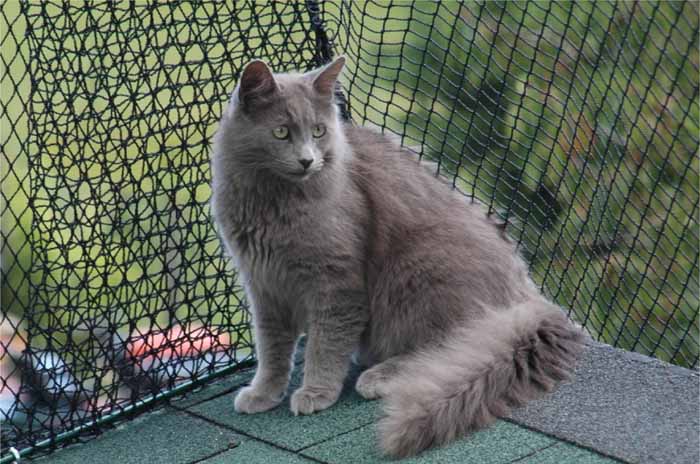 nebelung-2