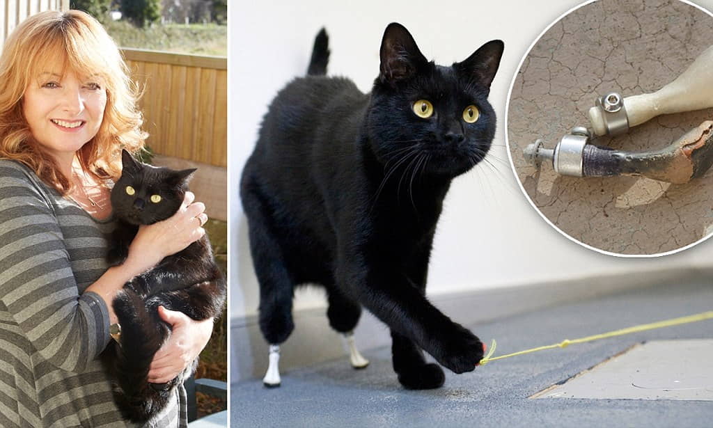 new-legs-new-life-prosthetic-legs-for-oscar-the-bionic-cat-2