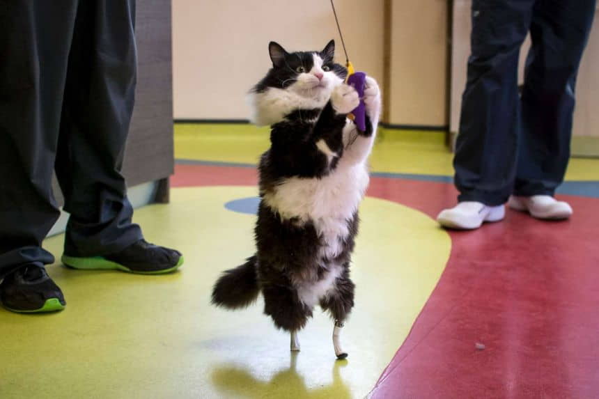 new-legs-new-life-prosthetic-legs-for-oscar-the-bionic-cat-4