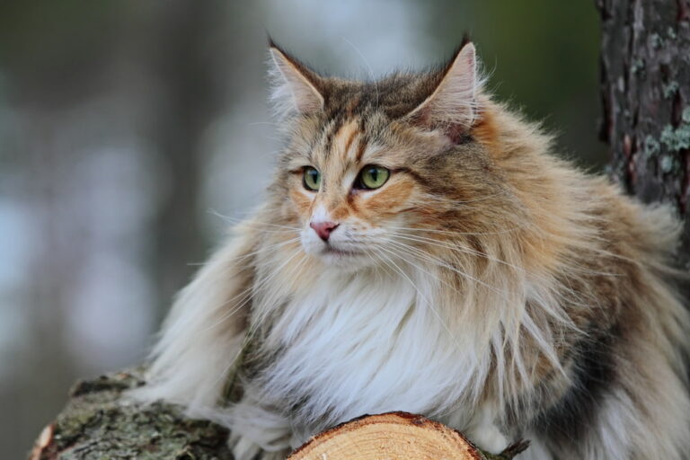 norwegian-forest-cat-1