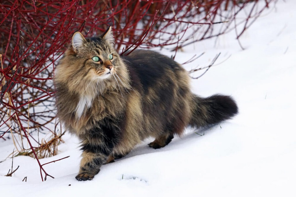 norwegian-forest-cat-3