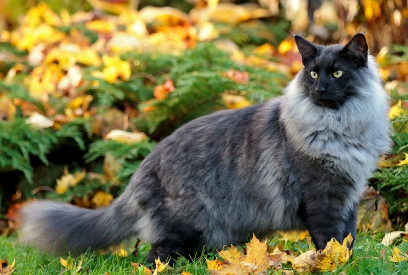 norwegian-forest-cat-6