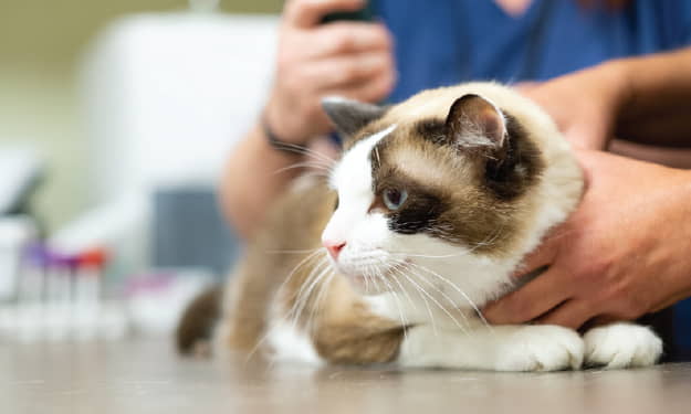 overview-for-cats-with-intestinal-lymphoma-1
