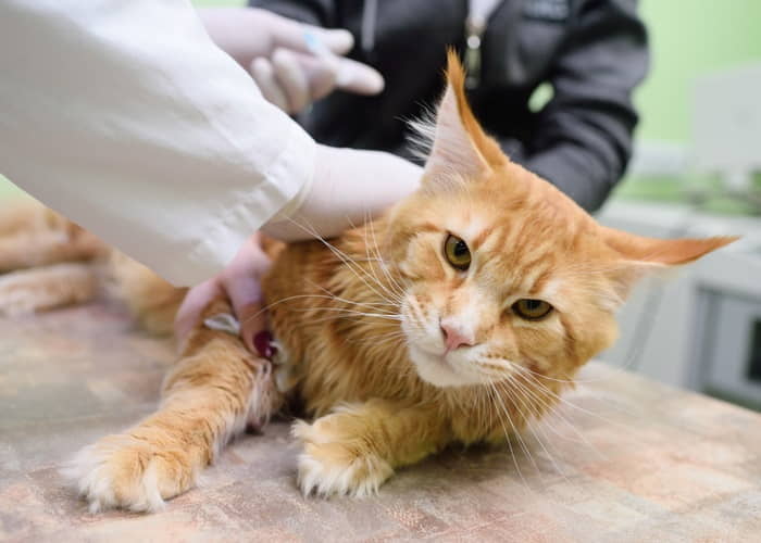 overview-for-cats-with-intestinal-lymphoma-2