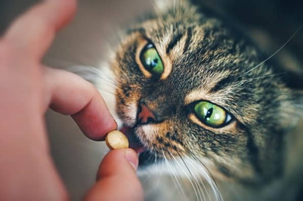 pain-medication-poisonous-to-cats-1