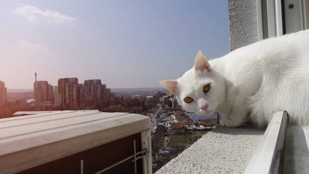 preventing-feline-high-rise-syndrome