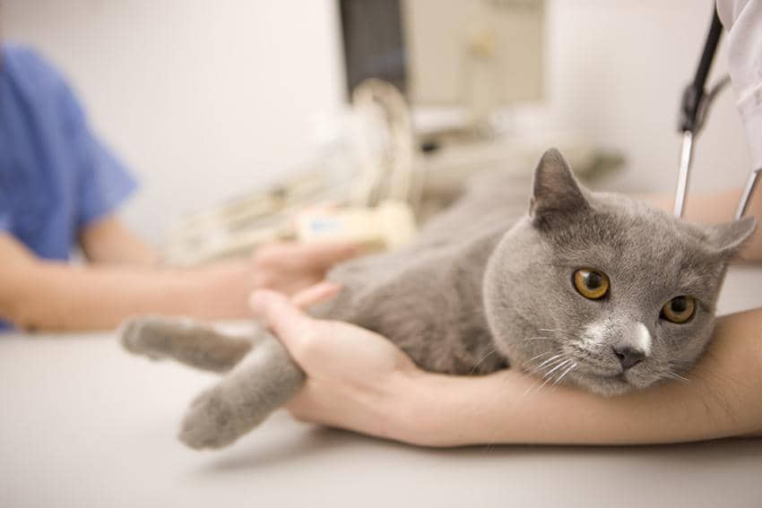 questions-to-ask-your-cats-vet-1