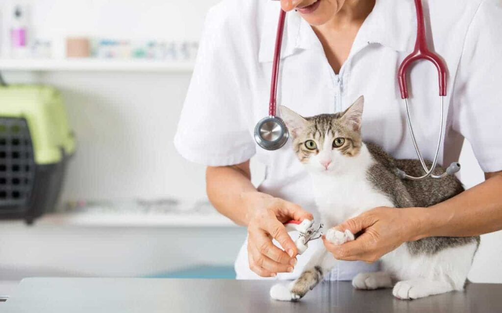 questions-to-ask-your-cats-vet-2