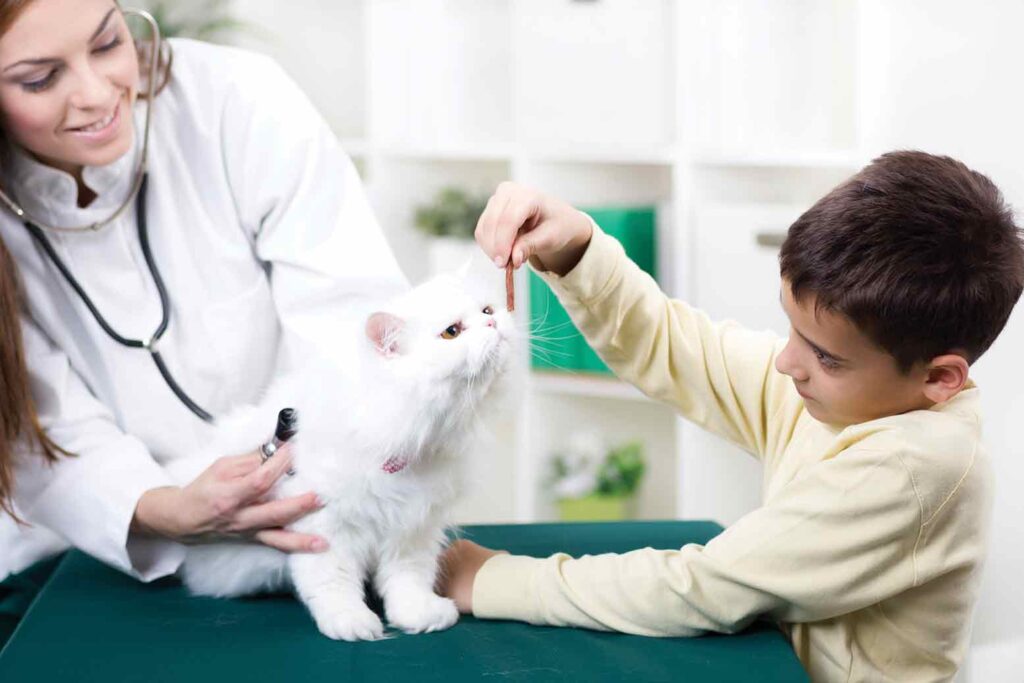 questions-to-ask-your-cats-vet-4