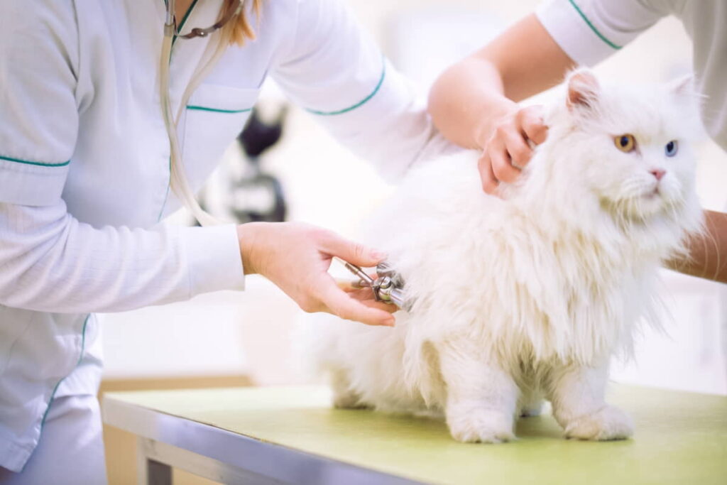 questions-to-ask-your-cats-vet-5