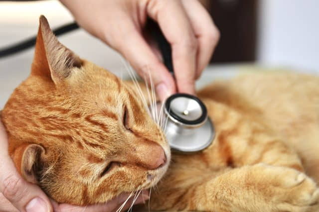 questions-to-ask-your-cats-vet