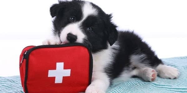 recommended-pet-first-aid-kit-2