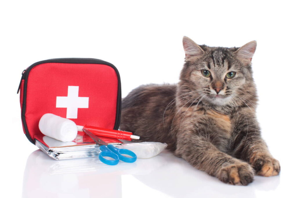 recommended-pet-first-aid-kit-3