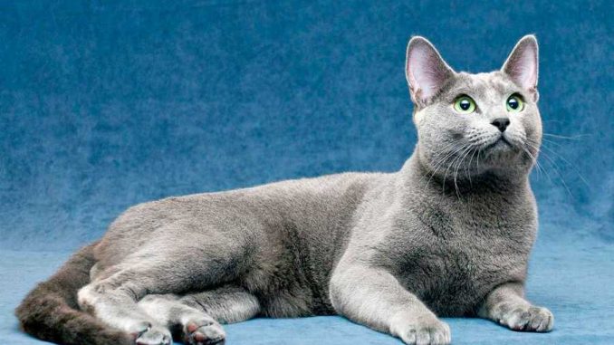 russian-blue-1