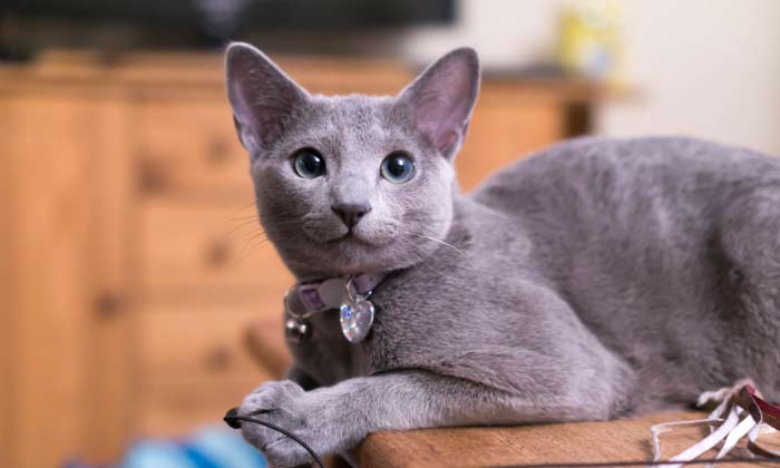 russian-blue-2