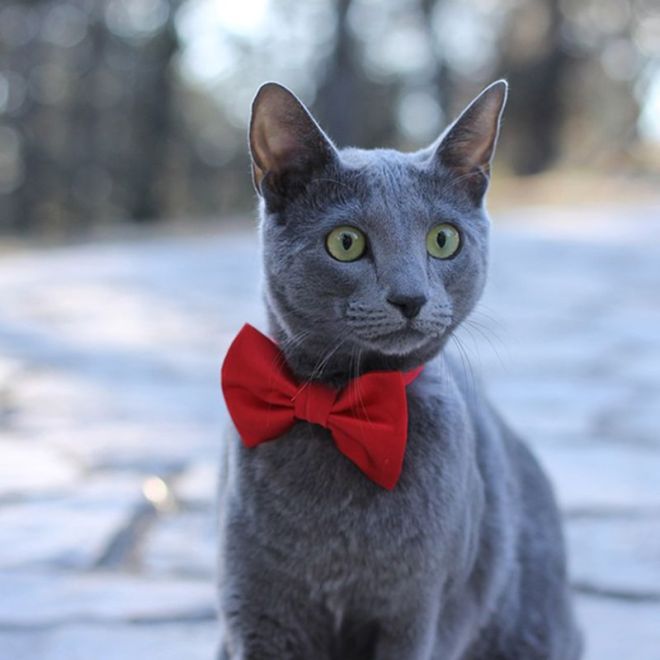 russian-blue-3