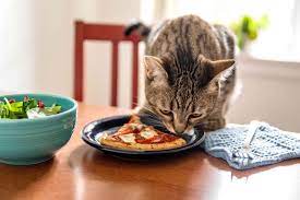should-an-fiv-cat-eat-special-food-2