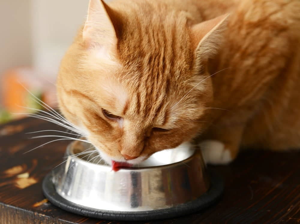 should-an-fiv-cat-eat-special-food
