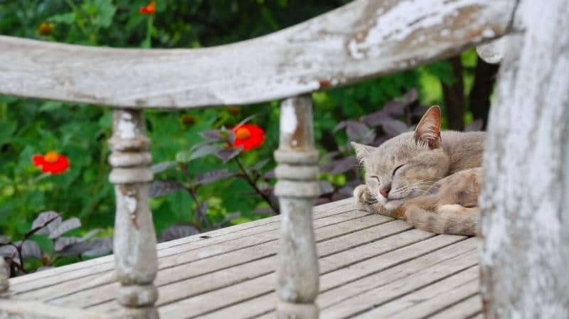 should-you-let-your-cat-go-outdoors