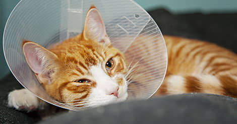 spay-and-neuter-programs-for-your-cat-1