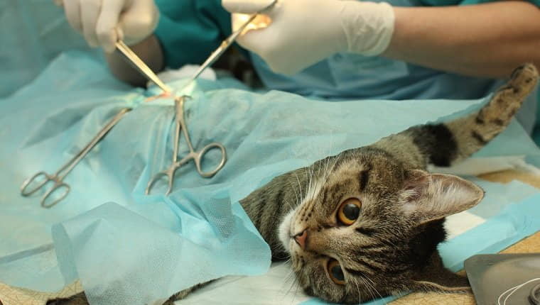 spay-and-neuter-programs-for-your-cat-2