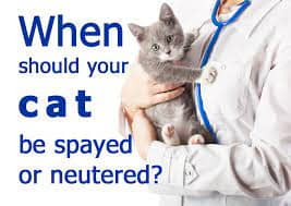 spay-and-neuter-programs-for-your-cat-6