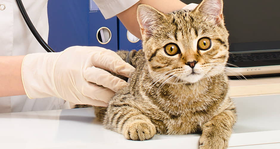 spay-neuter-glossary-of-terms-7