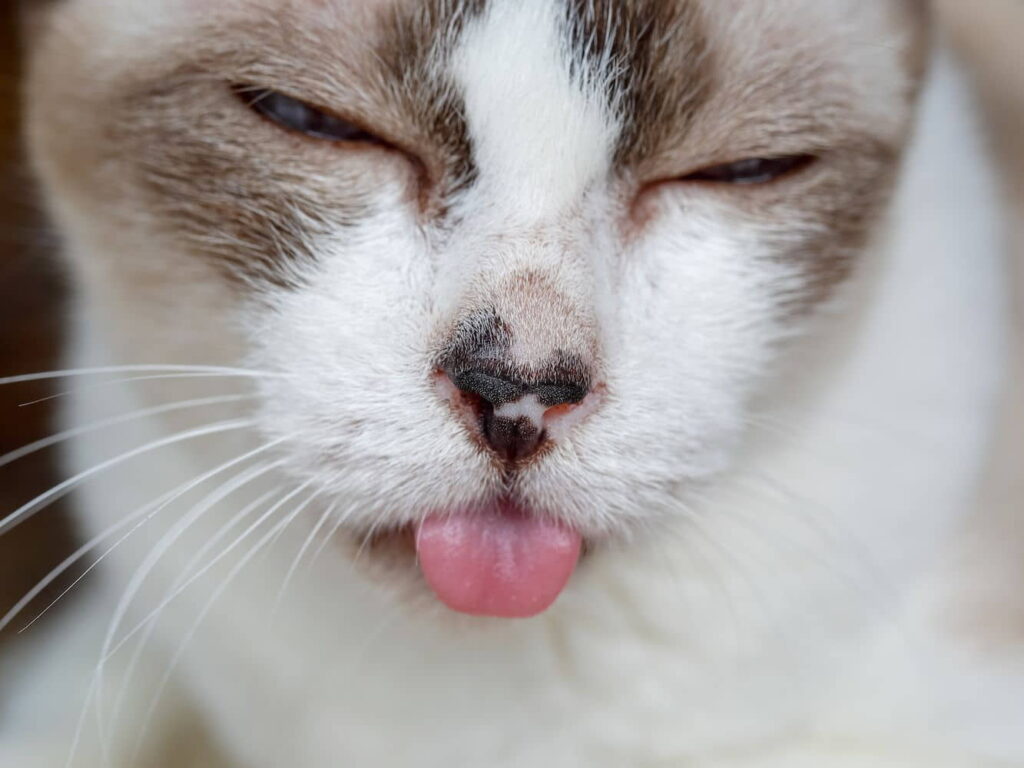stomatitis-in-cats-symptoms-treatment-petfinder
