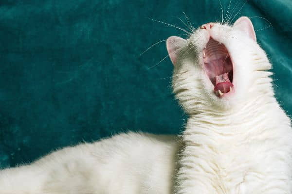 stomatitis-in-cats-symptoms-treatment-petfinder-3