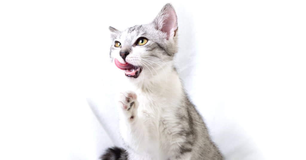 stomatitis-in-cats-symptoms-treatment-petfinder-4