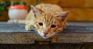 symptoms-of-kidney-failure-in-cats-1