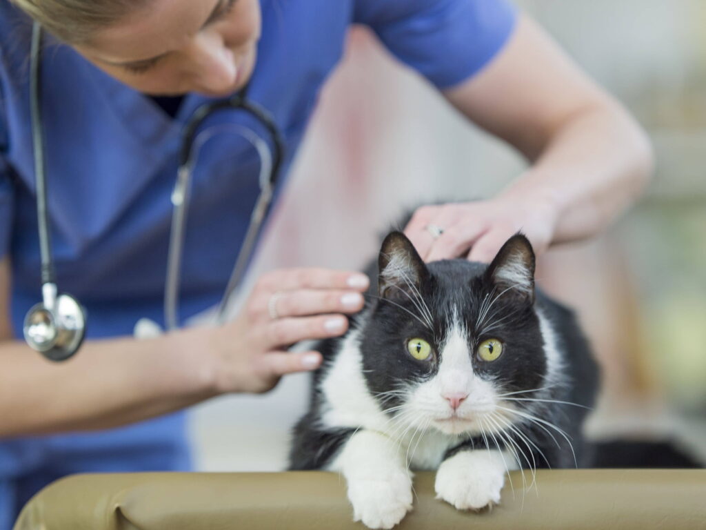 take-your-cat-to-the-vet-week-2012-1
